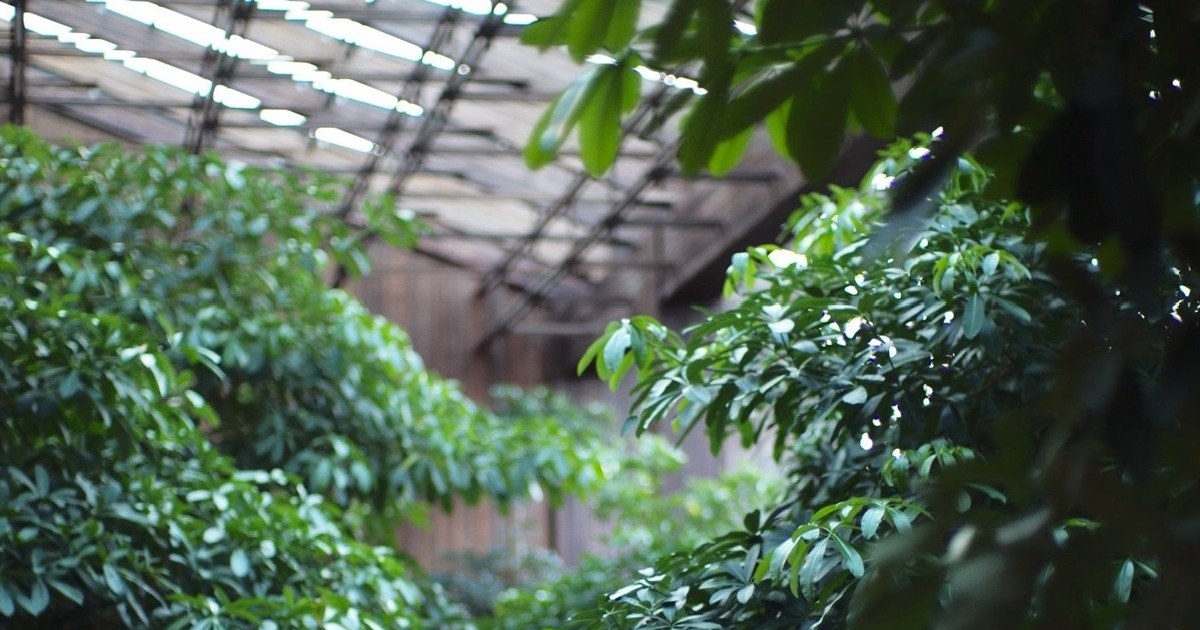 Trees growing beneath the slatted timber canopy at The Meru Sanur